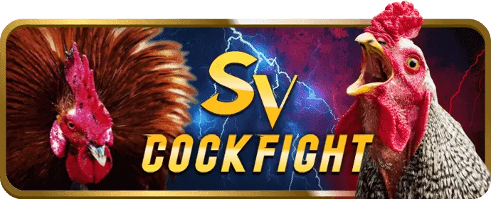 cockfight_alo789